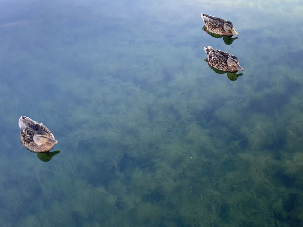 Enten