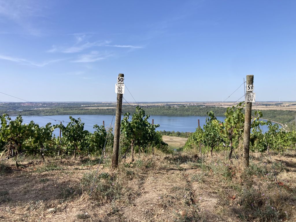 Weinbau